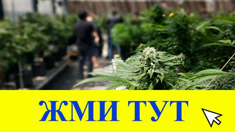 Купить наркотики в Камышлове